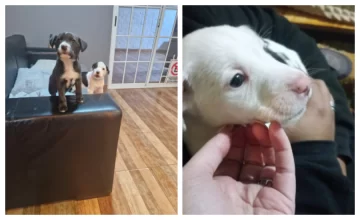 ¡Ya tienen familia!: las cachorritas abandonadas en plena nevada fueron adoptadas