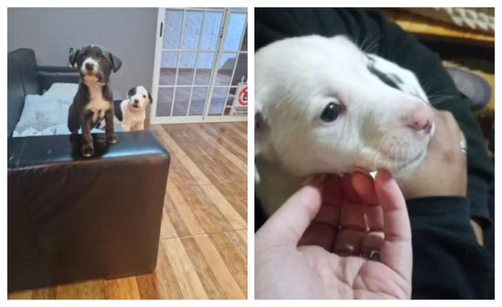 ¡Ya tienen familia!: las cachorritas abandonadas en plena nevada fueron adoptadas