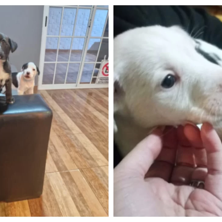 ¡Ya tienen familia!: las cachorritas abandonadas en plena nevada fueron adoptadas