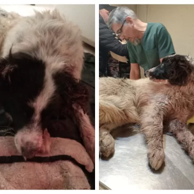 Rescataron perro golpeado y abandonado en el barrio San Benito: “Está en estado crítico”