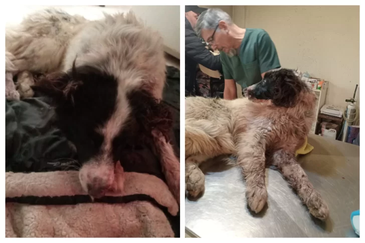 Rescataron perro golpeado y abandonado en el barrio San Benito: “Está en estado crítico”