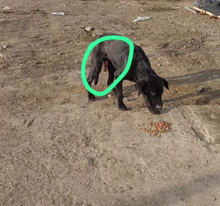  El animal se encontraba en el vaciadero.