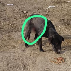Crueldad animal: ataron con alambre los genitales de un perro