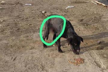 Crueldad animal: ataron con alambre los genitales de un perro Crueldad animal: ataron con alambre los genitales de un perro