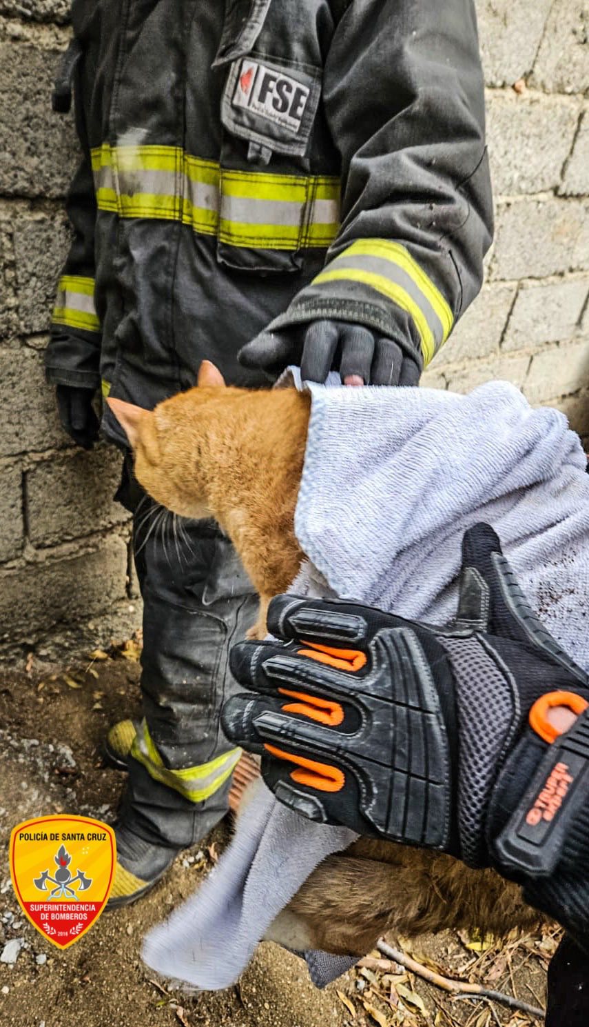  El pequeño gatito rescatado por personal de Bomberos.
