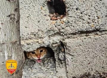 “¡Michi rescate!”: Bomberos liberaron a un gatito que estaba atrapado entre dos muros “¡Michi rescate!”: Bomberos liberaron a un gatito que estaba atrapado entre dos muros