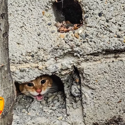 “¡Michi rescate!”: Bomberos liberaron a un gatito que estaba atrapado entre dos muros
