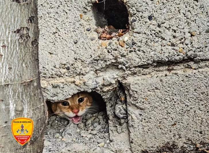 “¡Michi rescate!”: Bomberos liberaron a un gatito que estaba atrapado entre dos muros