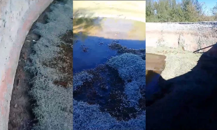 Tanques australianos vacíos sin explicación. Tanques australianos vacíos sin explicación.