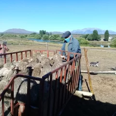 Alerta Sanitaria en Santa Cruz: preocupación por brotes de sarna ovina en provincias vecinas