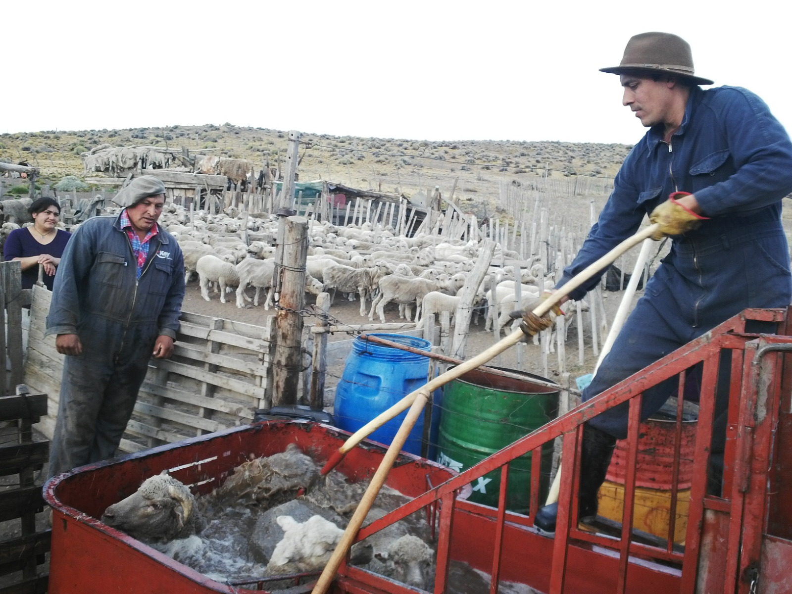  Los productores deberán trabajar fuertemente en la prevención. FOTO: GOBIERNO