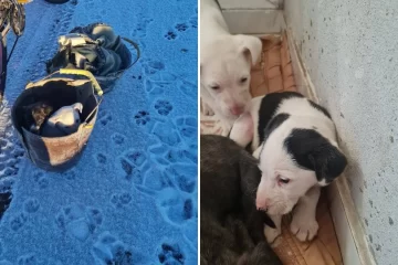 Abandonaron a cachorritas en plena nevada y una vecina las rescató: “¿Qué ser es tan inhumano?”