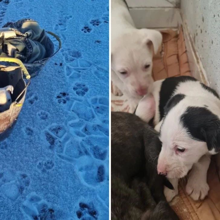 Abandonaron a cachorritas en plena nevada y una vecina las rescató: “¿Qué ser es tan inhumano?”