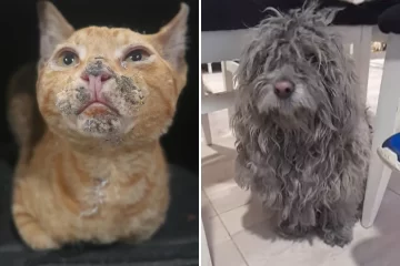 Piden ayuda para el tratamiento de mascotas rescatadas del incendio en Barrio Patagonia