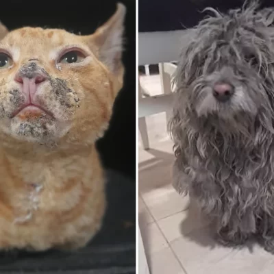 Piden ayuda para el tratamiento de mascotas rescatadas del incendio en Barrio Patagonia
