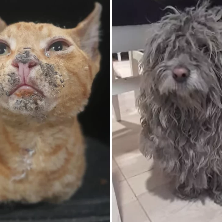 Piden ayuda para el tratamiento de mascotas rescatadas del incendio en Barrio Patagonia