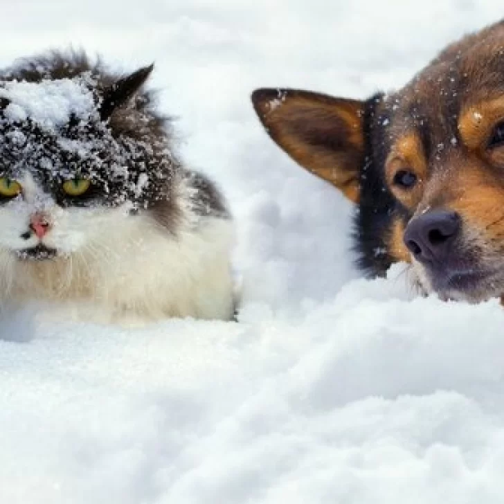 Nieve en Río Gallegos: Cómo proteger a tus mascotas del frío extremo 