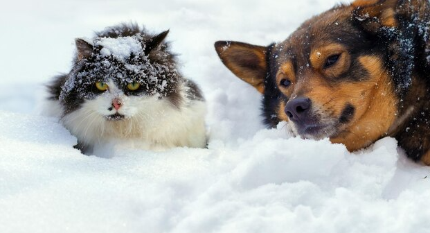 Nieve en Río Gallegos: Cómo proteger a tus mascotas del frío extremo 