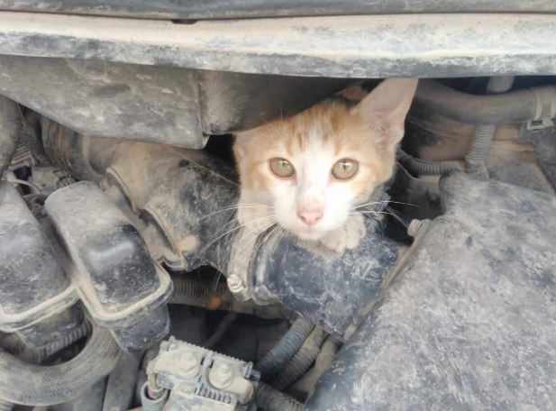  En época de frío, es normal que los gatos busquen un lugar cálido para refugiarse, y este sitio puede ser el motor de los automóviles.