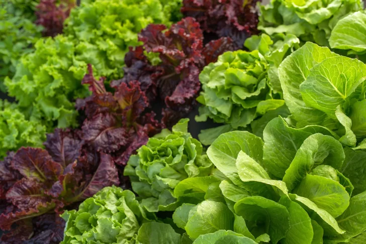  La lechuga fue uno de los productos que más bajó en mayo: -25,3%.
