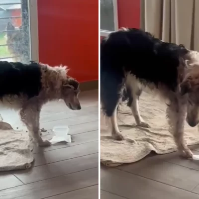 La perrita que encontraron casi muerta dentro de una bolsa se recupera y logró levantarse: “Con paciencia y amor todo se puede”