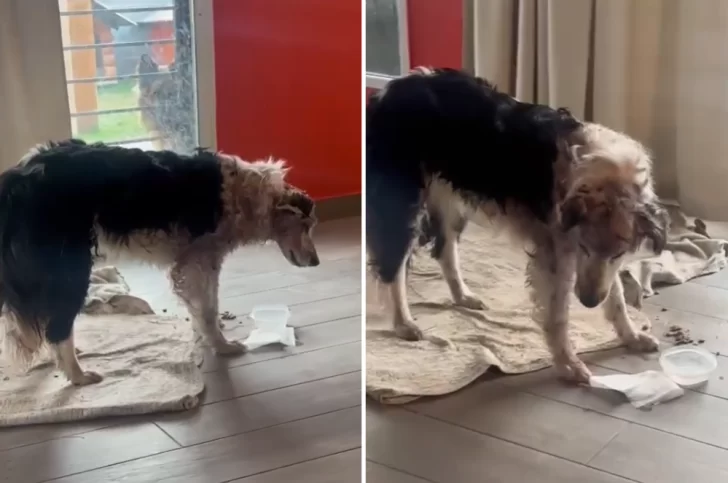 La perrita que encontraron casi muerta dentro de una bolsa se recupera y logró levantarse: “Con paciencia y amor todo se puede”