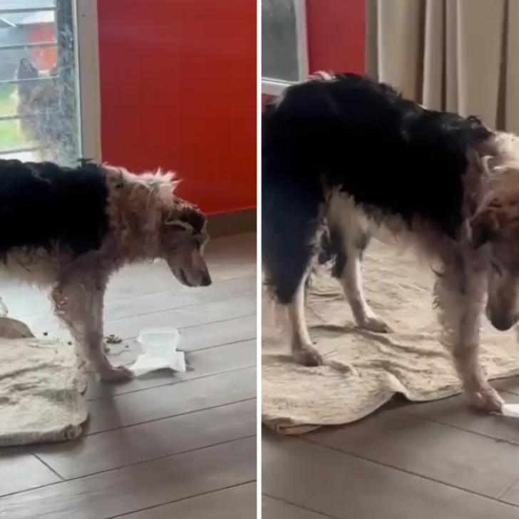 La perrita que encontraron casi muerta dentro de una bolsa se recupera y logró levantarse: “Con paciencia y amor todo se puede”