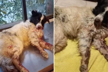 Encontraron otro perro con politraumatismo de cráneo severo
