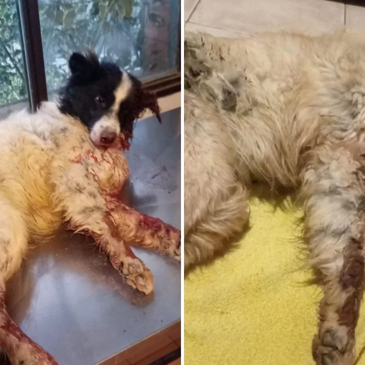 Encontraron otro perro con politraumatismo de cráneo severo