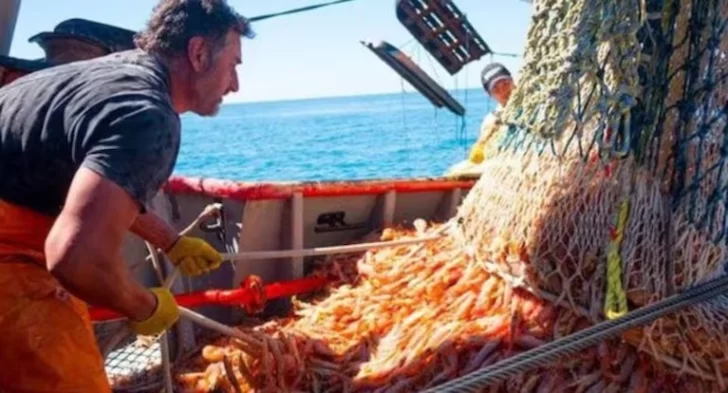 Conflicto del langostino: derrumbe productivo y dos audiencias claves para su solución