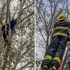 Rescataron a un gatito en un árbol en Piedra Buena: “¡Final feliz para este michi!”