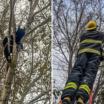 Rescataron a un gatito en un árbol en Piedra Buena: “¡Final feliz para este michi!”