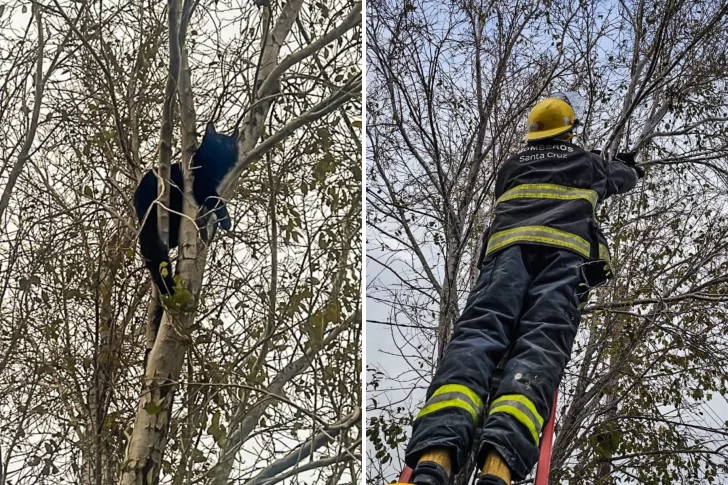 Rescataron a un gatito en un árbol en Piedra Buena: “¡Final feliz para este michi!”