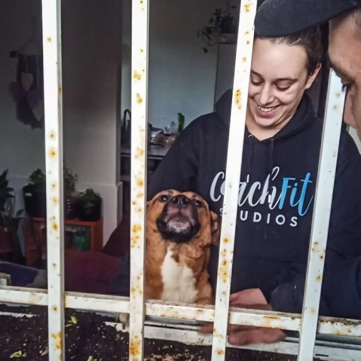 Bomberos rescataron a un perro que quedó atrapado en una ventana