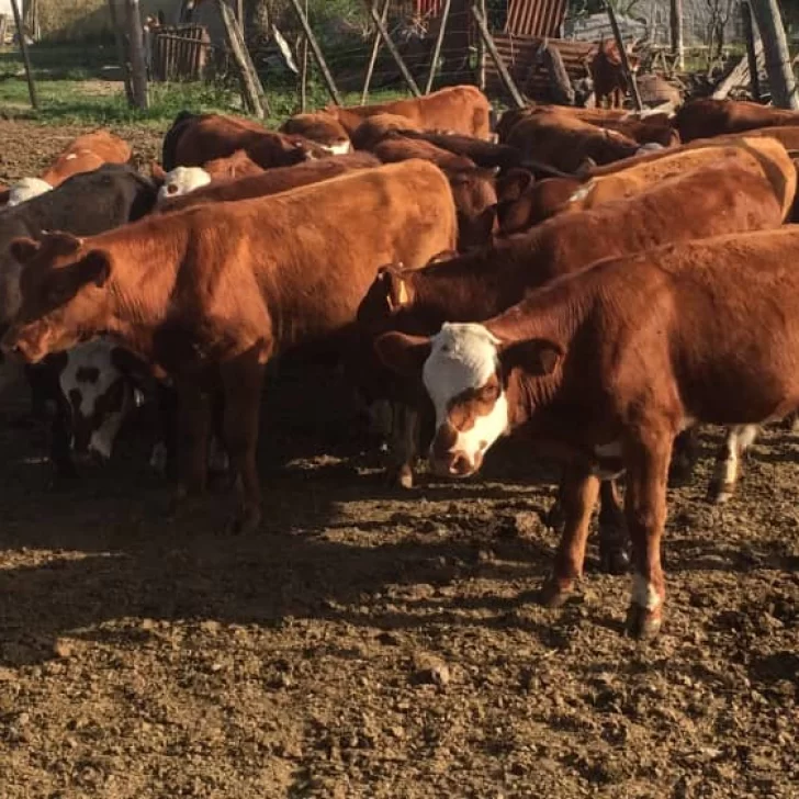 28 normas que regían en la industria ganadera fueron derogadas por “obsoletas”