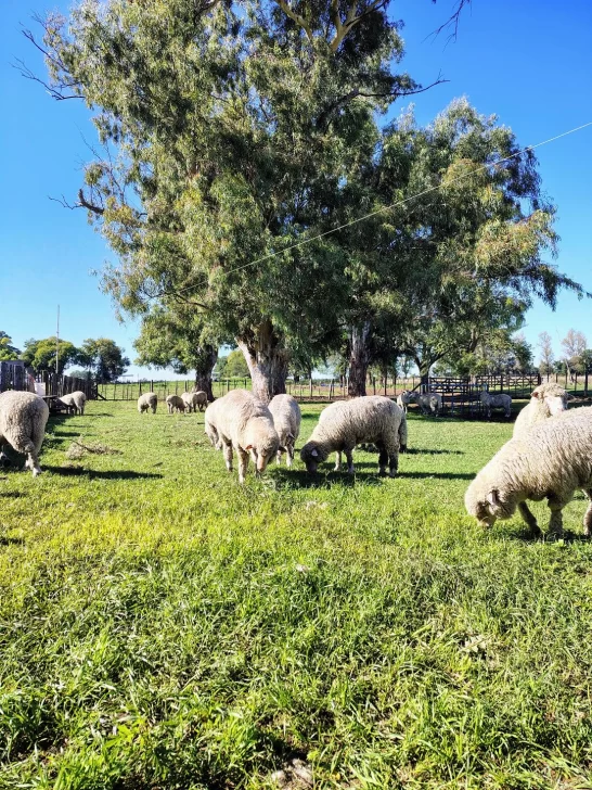 Nutrición ovina: de la ciencia al campo, en tres etapas de la alimentación