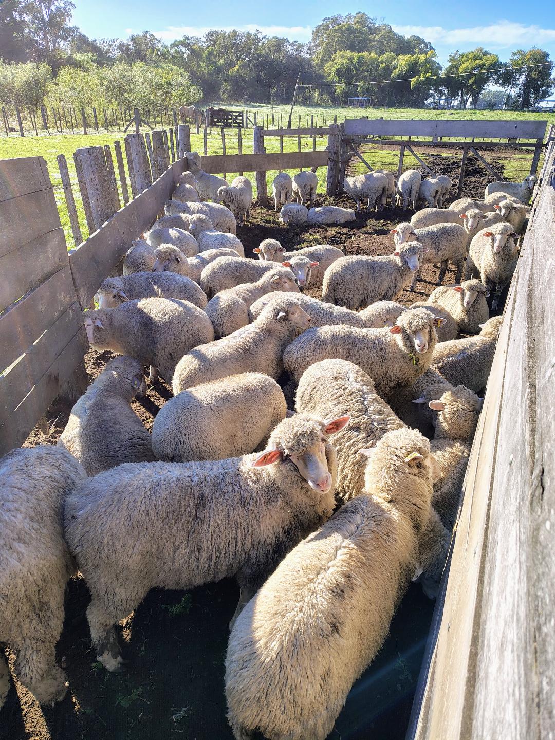 Nutrición ovina: de la ciencia al campo, en tres etapas de la alimentación