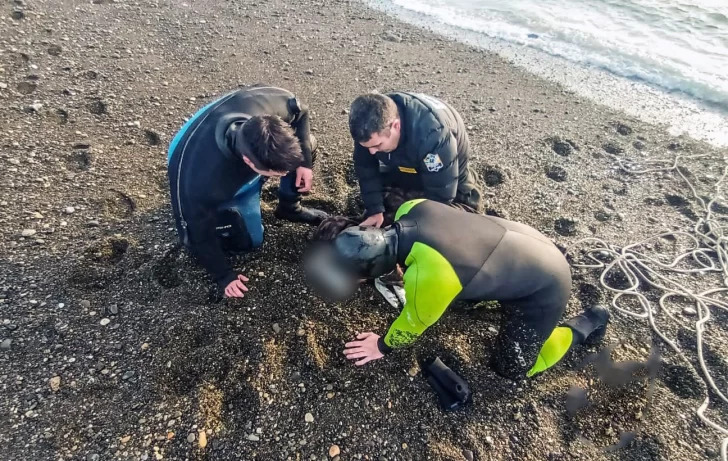 Bomberos rescataron a un perrito en la costanera de Río Gallegos pero murió minutos después