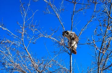Bomberos rescataron a un gatito que estaba en un árbol y no podía bajar