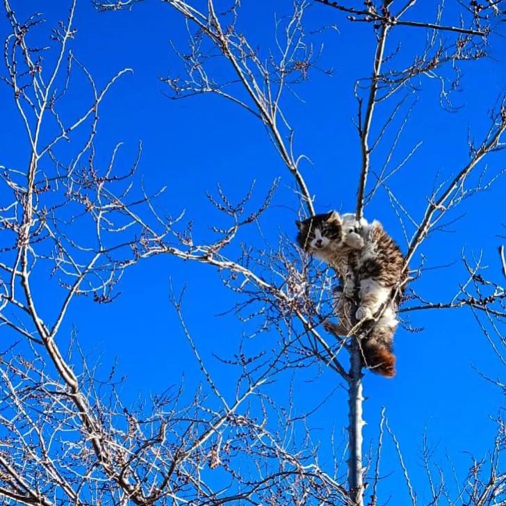 Bomberos rescataron a un gatito que estaba en un árbol y no podía bajar