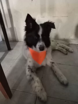 El border collie rescatado en el barrio San Benito está listo para ser adoptado El border collie rescatado en el barrio San Benito está listo para ser adoptado