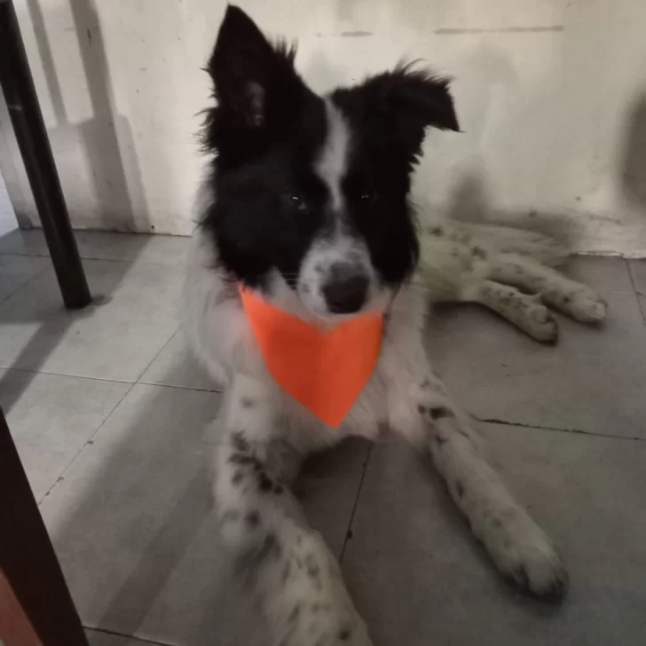 El border collie rescatado en el barrio San Benito está listo para ser adoptado