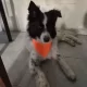 El border collie rescatado en el barrio San Benito está listo para ser adoptado
