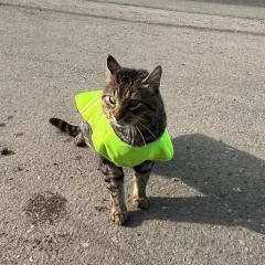 Hoy se celebra el Día Internacional del Gato: por qué y qué es el Fondo Internacional para el Bienestar Animal