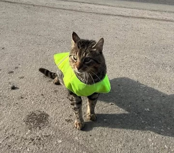 Hoy se celebra el Día Internacional del Gato: por qué y qué es el Fondo Internacional para el Bienestar Animal Hoy se celebra el Día Internacional del Gato: por qué y qué es el Fondo Internacional para el Bienestar Animal