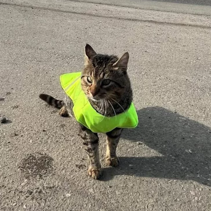 Hoy se celebra el Día Internacional del Gato: por qué y qué es el Fondo Internacional para el Bienestar Animal Hoy se celebra el Día Internacional del Gato: por qué y qué es el Fondo Internacional para el Bienestar Animal