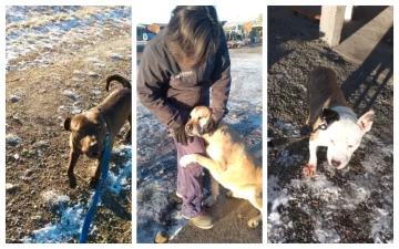 Perros en adopción, circuito del castramóvil y horarios de vacunación: lo que tenés que saber Perros en adopción, circuito del castramóvil y horarios de vacunación: lo que tenés que saber