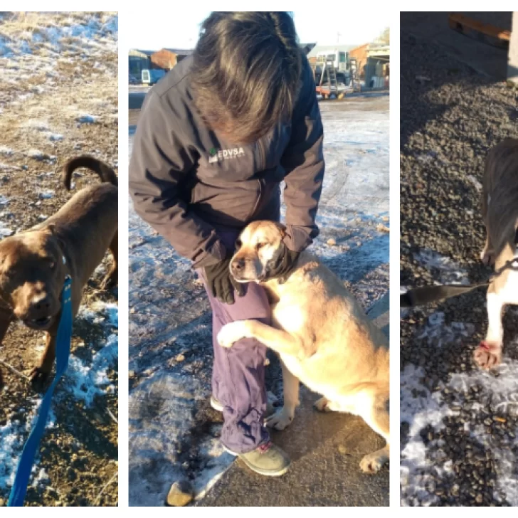 Perros en adopción, circuito del castramóvil y horarios de vacunación: lo que tenés que saber Perros en adopción, circuito del castramóvil y horarios de vacunación: lo que tenés que saber