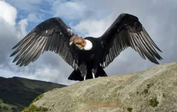 Se declaró llamar “Capital Nacional del Cóndor Andino” a 28 de Noviembre