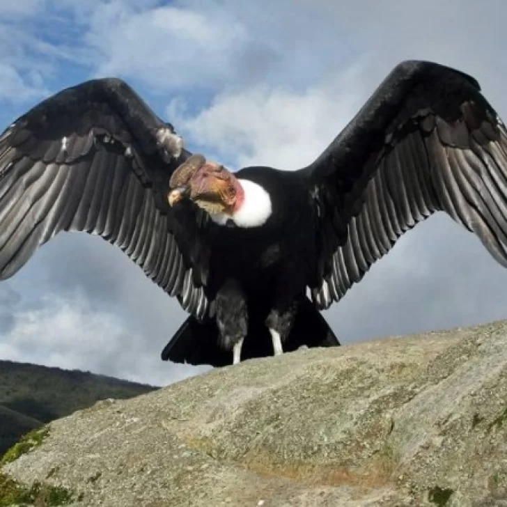 Se declaró llamar “Capital Nacional del Cóndor Andino” a 28 de Noviembre